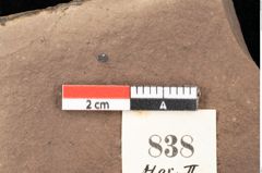 Foto (Detailsansicht) von Quercus palaeoilex Ettingshausen (NHMW-GEO-2024-0188-0838)